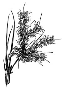 Elliot's Bluestem, Elliot's Beardgrass, Elliot's Broomsedge / Andropogon gyrans (Syn. Andropogon elliottii)